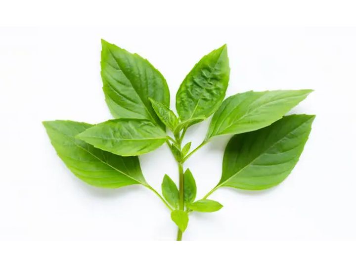 Basil Leaves