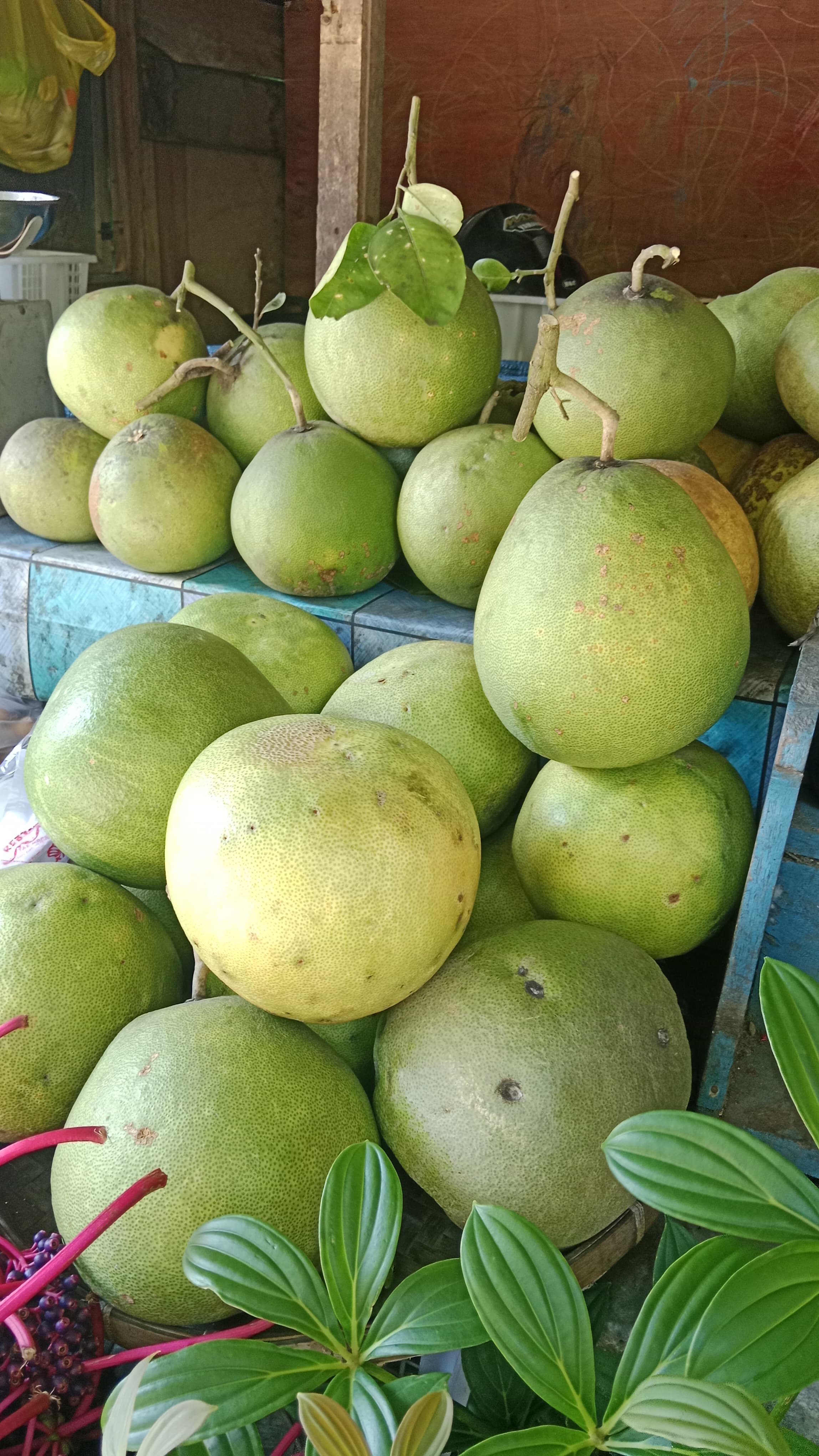 Proses sortir dan persiapan bahan baku alami